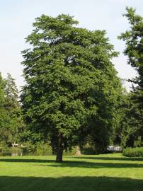 Fotografia da espécie Ailanthus altissima