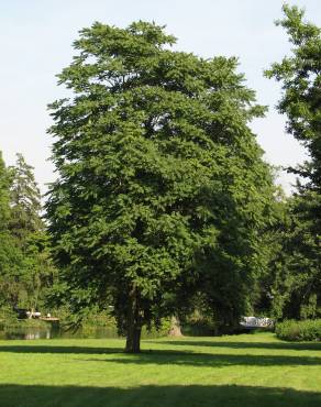 Fotografia 14 da espécie Ailanthus altissima no Jardim Botânico UTAD