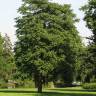 Fotografia 14 da espécie Ailanthus altissima do Jardim Botânico UTAD