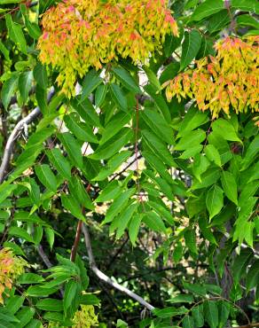 Fotografia 15 da espécie Ailanthus altissima no Jardim Botânico UTAD