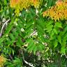 Fotografia 15 da espécie Ailanthus altissima do Jardim Botânico UTAD