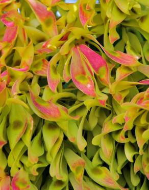 Fotografia 16 da espécie Ailanthus altissima no Jardim Botânico UTAD