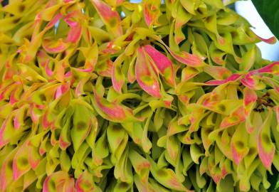 Fotografia da espécie Ailanthus altissima