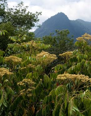 Fotografia 17 da espécie Ailanthus altissima no Jardim Botânico UTAD