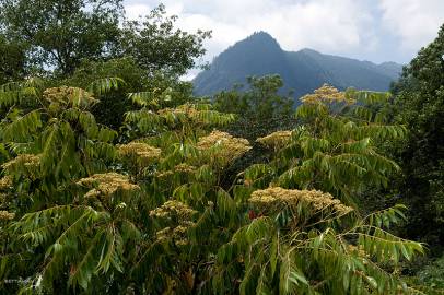 Fotografia da espécie Ailanthus altissima