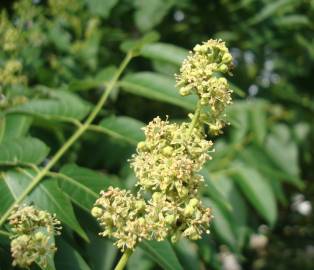 Fotografia da espécie Ailanthus altissima