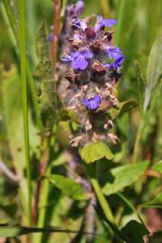 Fotografia da espécie Ajuga reptans