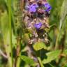 Fotografia 7 da espécie Ajuga reptans do Jardim Botânico UTAD