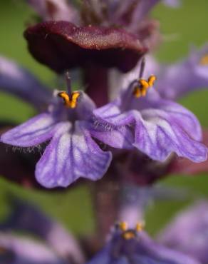 Fotografia 10 da espécie Ajuga reptans no Jardim Botânico UTAD