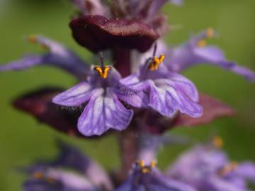 Fotografia da espécie Ajuga reptans