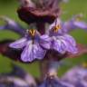 Fotografia 10 da espécie Ajuga reptans do Jardim Botânico UTAD