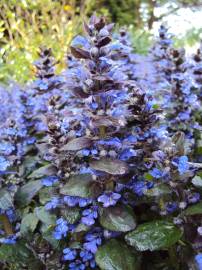 Fotografia da espécie Ajuga reptans