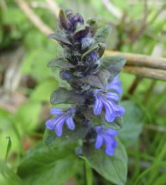 Fotografia da espécie Ajuga reptans