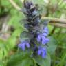 Fotografia 13 da espécie Ajuga reptans do Jardim Botânico UTAD