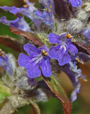 Fotografia 14 da espécie Ajuga reptans no Jardim Botânico UTAD