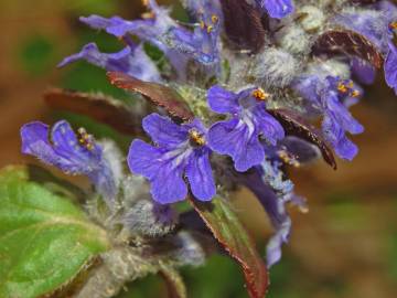 Fotografia da espécie Ajuga reptans