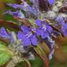 Fotografia 14 da espécie Ajuga reptans do Jardim Botânico UTAD