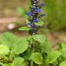 Fotografia 16 da espécie Ajuga reptans do Jardim Botânico UTAD