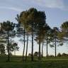Fotografia 1 da espécie Pinus pinaster do Jardim Botânico UTAD