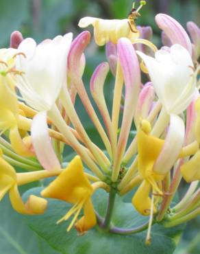 Fotografia 1 da espécie Lonicera etrusca no Jardim Botânico UTAD