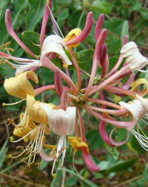 Fotografia 7 da espécie Lonicera etrusca no Jardim Botânico UTAD