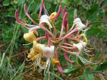 Fotografia da espécie Lonicera etrusca