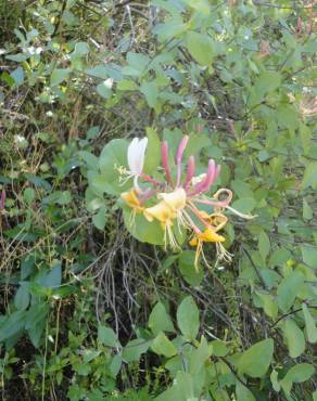 Fotografia 8 da espécie Lonicera etrusca no Jardim Botânico UTAD