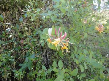 Fotografia da espécie Lonicera etrusca