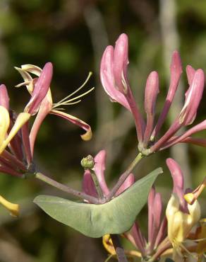 Fotografia 9 da espécie Lonicera etrusca no Jardim Botânico UTAD