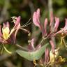 Fotografia 9 da espécie Lonicera etrusca do Jardim Botânico UTAD