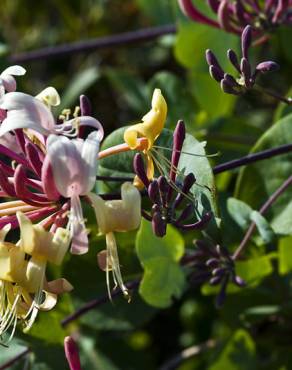 Fotografia 10 da espécie Lonicera etrusca no Jardim Botânico UTAD