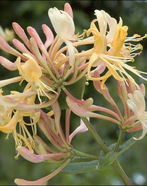 Fotografia 11 da espécie Lonicera etrusca no Jardim Botânico UTAD