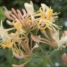 Fotografia 11 da espécie Lonicera etrusca do Jardim Botânico UTAD