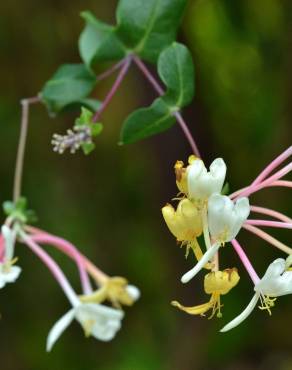 Fotografia 13 da espécie Lonicera etrusca no Jardim Botânico UTAD