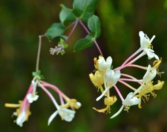 Fotografia da espécie Lonicera etrusca