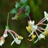 Fotografia 13 da espécie Lonicera etrusca do Jardim Botânico UTAD