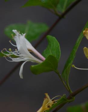 Fotografia 5 da espécie Lonicera japonica no Jardim Botânico UTAD