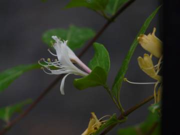 Fotografia da espécie Lonicera japonica