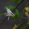 Fotografia 5 da espécie Lonicera japonica do Jardim Botânico UTAD