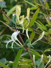 Fotografia da espécie Lonicera japonica