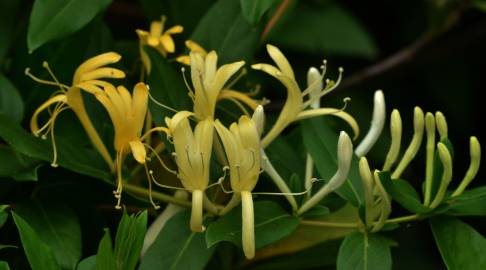 Fotografia da espécie Lonicera japonica