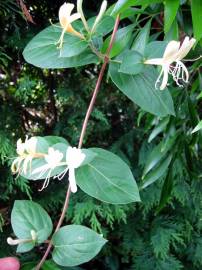 Fotografia da espécie Lonicera japonica