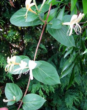 Fotografia 10 da espécie Lonicera japonica no Jardim Botânico UTAD