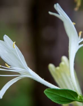 Fotografia 11 da espécie Lonicera japonica no Jardim Botânico UTAD