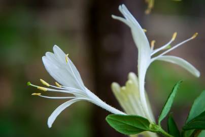 Fotografia da espécie Lonicera japonica