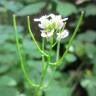 Fotografia 16 da espécie Alliaria petiolata do Jardim Botânico UTAD