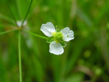 Fotografia da espécie Alisma plantago-aquatica