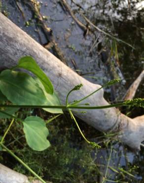 Fotografia 7 da espécie Alisma plantago-aquatica no Jardim Botânico UTAD