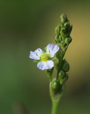 Fotografia 8 da espécie Alisma plantago-aquatica no Jardim Botânico UTAD