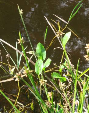 Fotografia 9 da espécie Alisma plantago-aquatica no Jardim Botânico UTAD